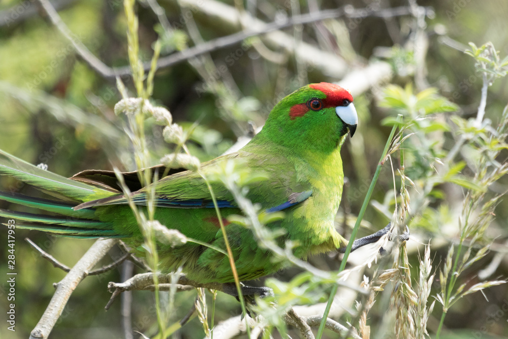 Red Crowned Parakeet Endemic to New Zealand Red Crowned Parakeet Endemic to New Zealand