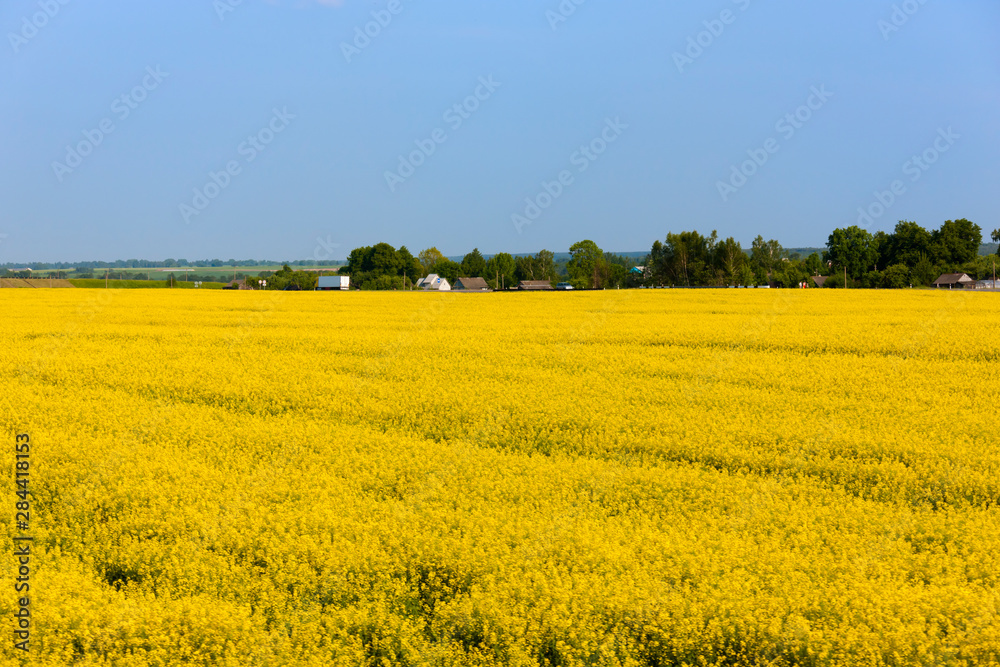 Farmhouse and canola flower field. Minsk Province, Belarus. Farmhouse and canola flower field. Minsk Province, Belarus.