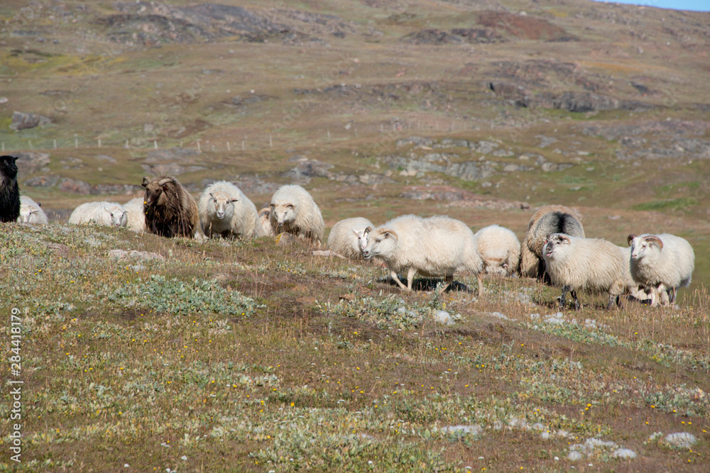 Fototapeta premium Greenland, Tunulliarfik, Qassiarsuk, Brattahlid, location of Erik the Red's Eastern Settlement. Sheep herd, main income of settlement..