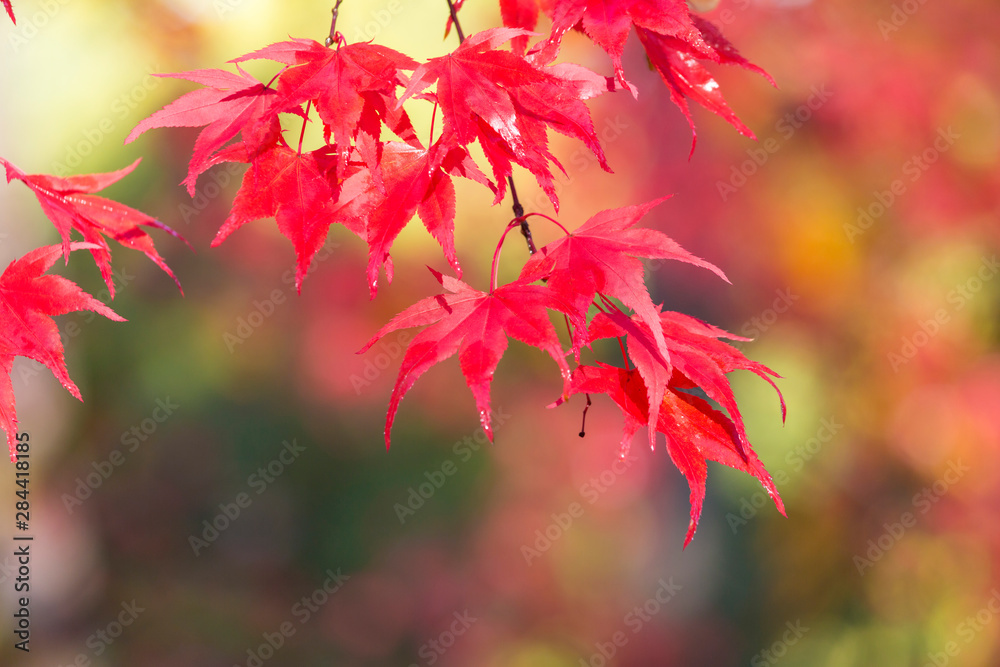 Japanese Maple Trees and Leaves Westonbirt Arboretum, Gloucestershire, England, UK Japanese Maple Trees and Leaves Westonbirt Arboretum, Gloucestershire, England, UK
