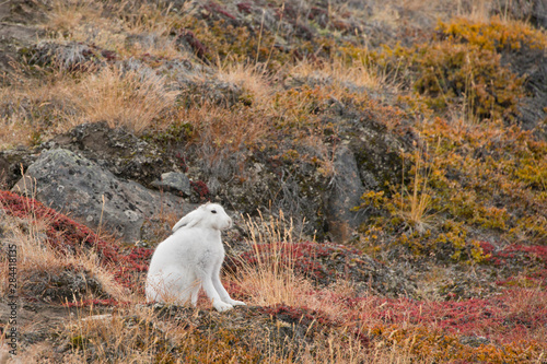 Greenland, Qeqqata, Kangerlussuaq (Big Fjord) aka Sondrestrom. Arctic hare (Lepus arcticus), aka polar rabbit in fall colored tundra habitat.