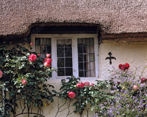 England, Selworthy. Roses decorate a quaint thatched-roofed cottage in Selworthy, a National Trust Village, in Somerset, England. photo
