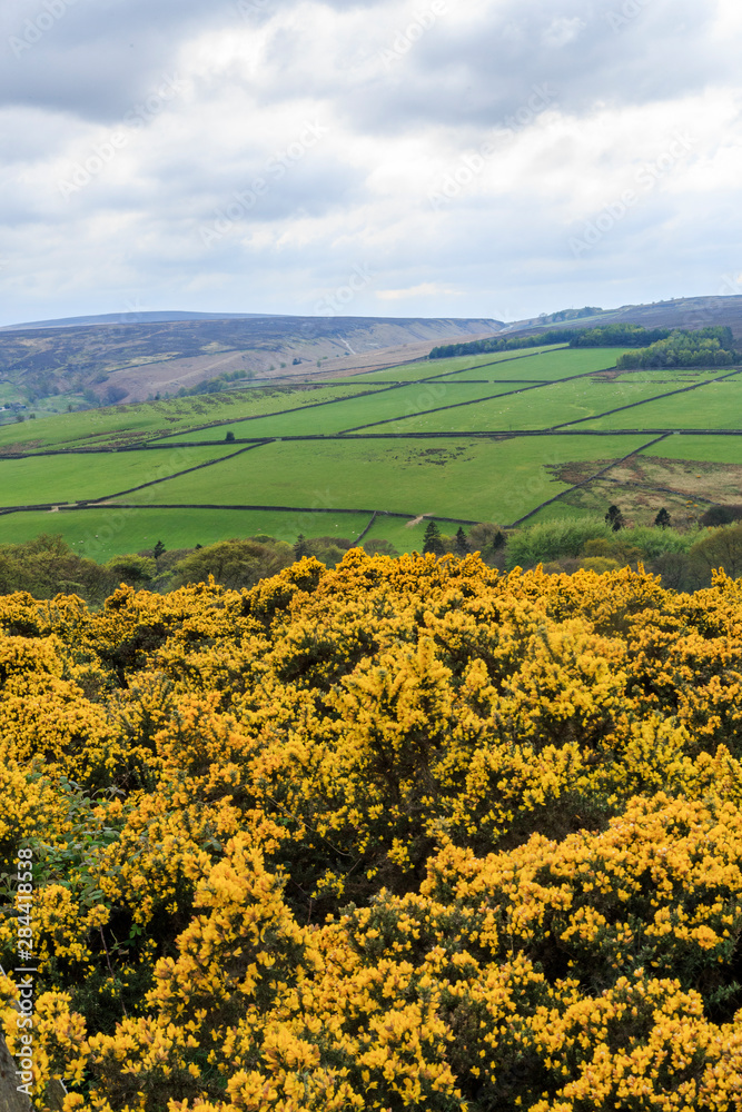 England, West Yorkshire. Landscape, hills, valleys, fields, pastures and grazing lands.