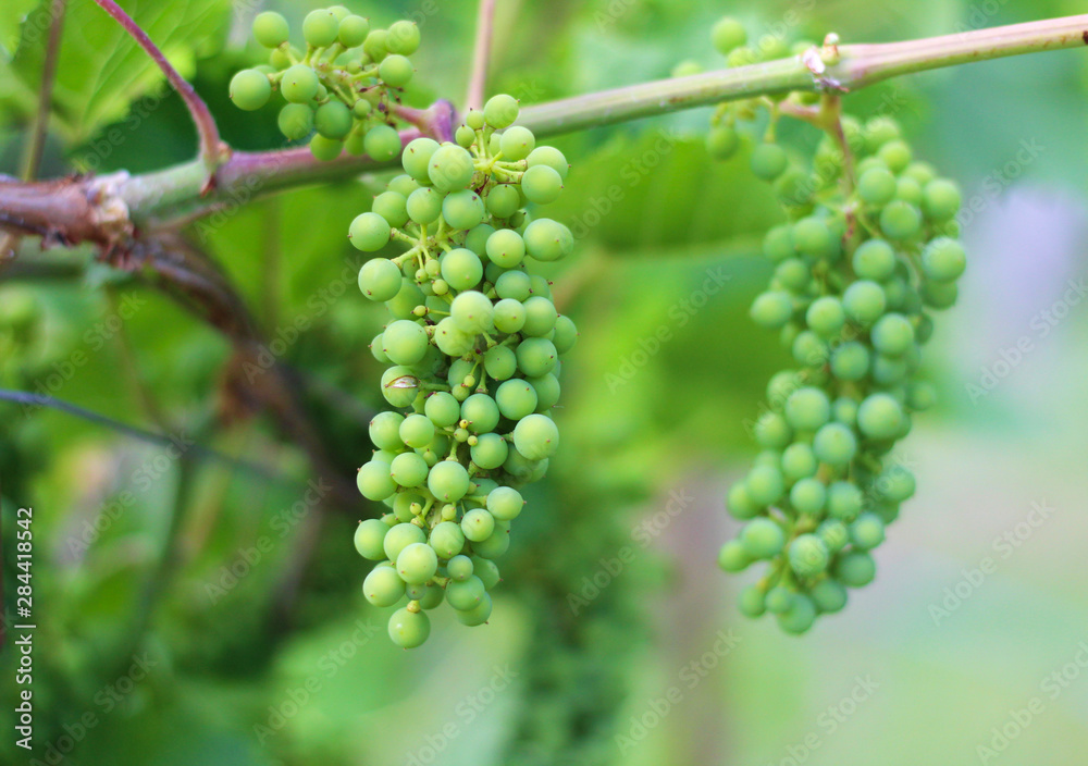 ripening grapes hanging on the vines. Harvest in the vineyard ripening grapes hanging on the vines. Harvest in the vineyard
