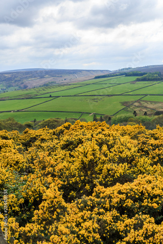 England  West Yorkshire. Landscape  hills  valleys  fields  pastures and grazing lands.