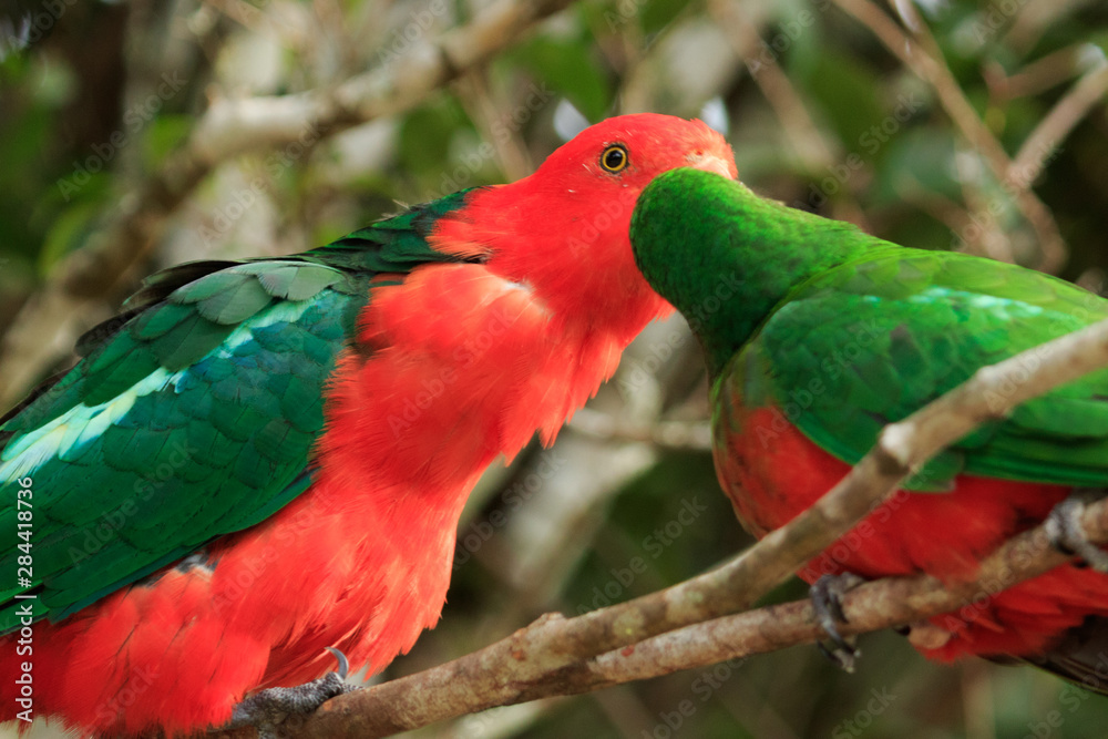 Australian King Parrot Australian King Parrot