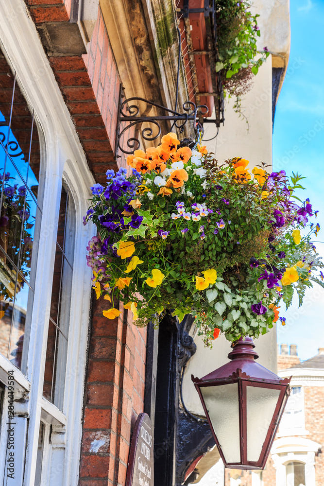 Fototapeta premium England, Yorkshire, York. Hanging basket of pansy flowers.