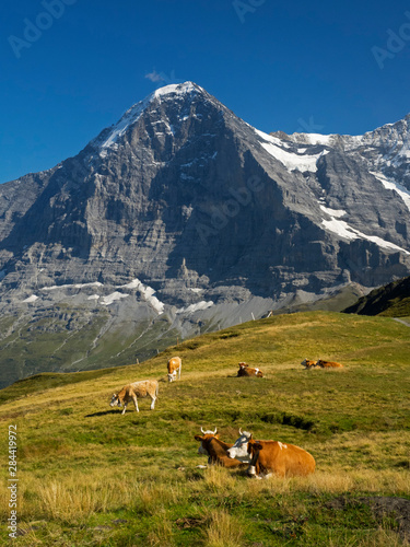 Switzerland, Bern Canton, Mannlichen area, Swiss cows in alpine setting, Eiger North Face in background