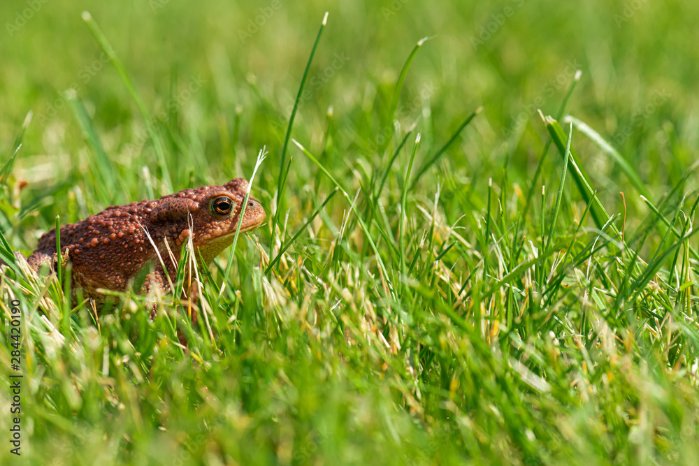 Naklejka premium A brown common toad (Bufo bufo) in green grass.