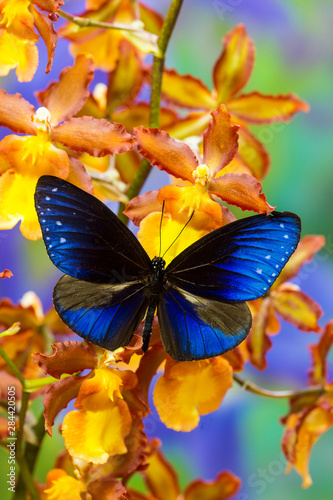 Blue Crow Butterfly, Euphoea mulciber subvisaya photo