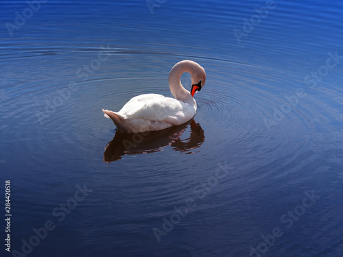 Fototapeta Naklejka Na Ścianę i Meble -  White swan with curved neck drifting the lake background