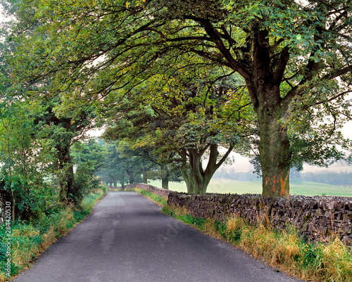 Fototapeta Naklejka Na Ścianę i Meble -  England, Yorkshire Dales NP. A quiet country road leads through Yorkshire Dales NP, England.
