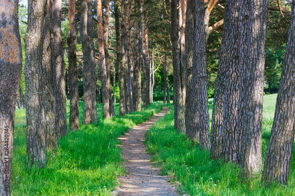 Obraz premium A narrow path in the forest. Mir, Belarus.