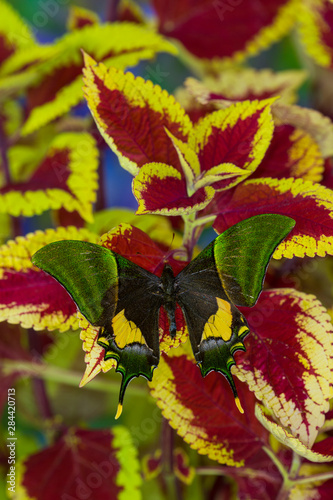 Kaiser-i-Hind or Emperor of India Butterfly, Teinopalpus imperialis photo