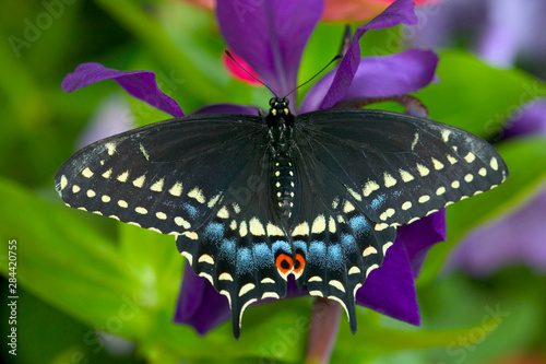 Black Swallowtail Butterfly, Papilio polyxenes photo