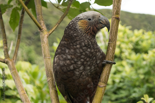 Kaka New Zealand Endemic Parrot