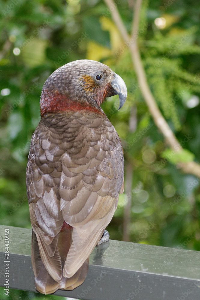 Fototapeta premium Kaka New Zealand Endemic Parrot