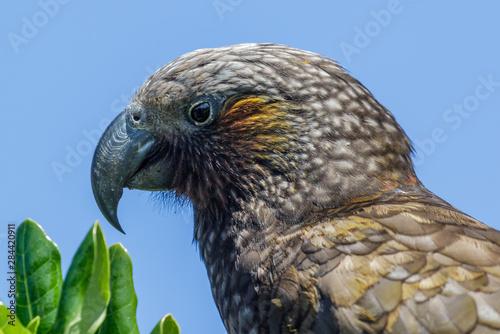 Kaka New Zealand Endemic Parrot