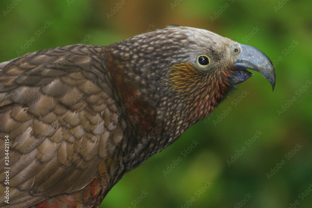 custom made wallpaper toronto digitalKaka New Zealand Endemic Parrot