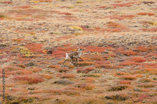 Greenland, Qeqqata, Kangerlussuaq (Big Fjord) aka Sondrestrom. Lone caribou aka reindeer (Rangifer taranduss) on fall colored Arctic tundra.