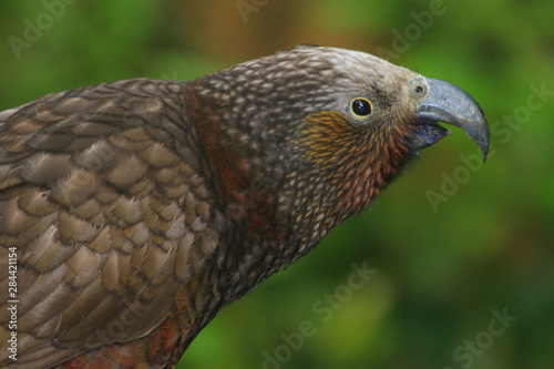 Wallpaper Mural Kaka New Zealand Endemic Parrot Torontodigital.ca