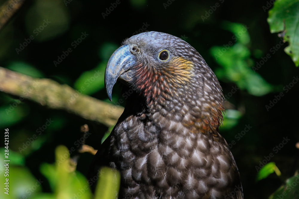 Kaka New Zealand Endemic Parrot Kaka New Zealand Endemic Parrot