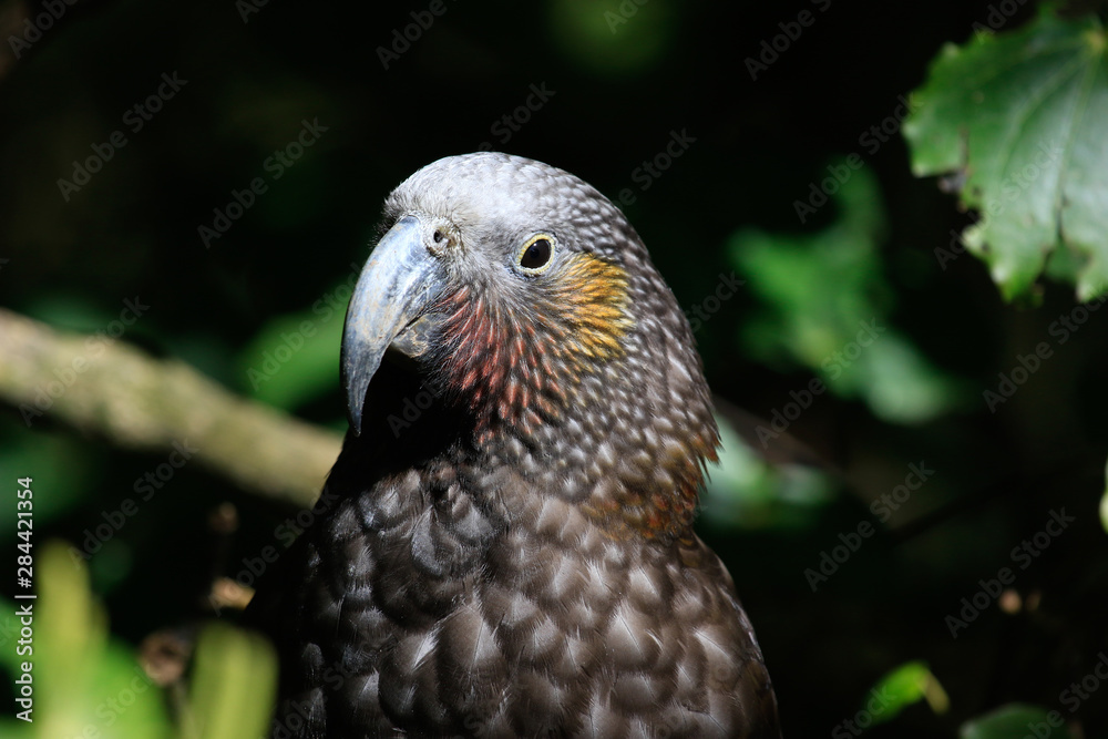 Kaka New Zealand Endemic Parrot Kaka New Zealand Endemic Parrot
