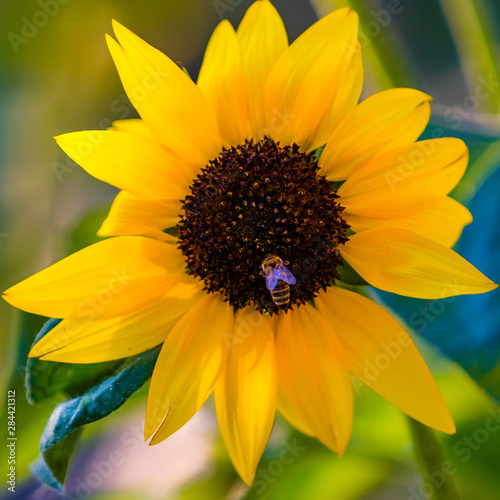 Sunflower and it's friend