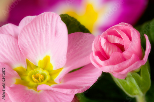 Detail of primrose blossoms. 