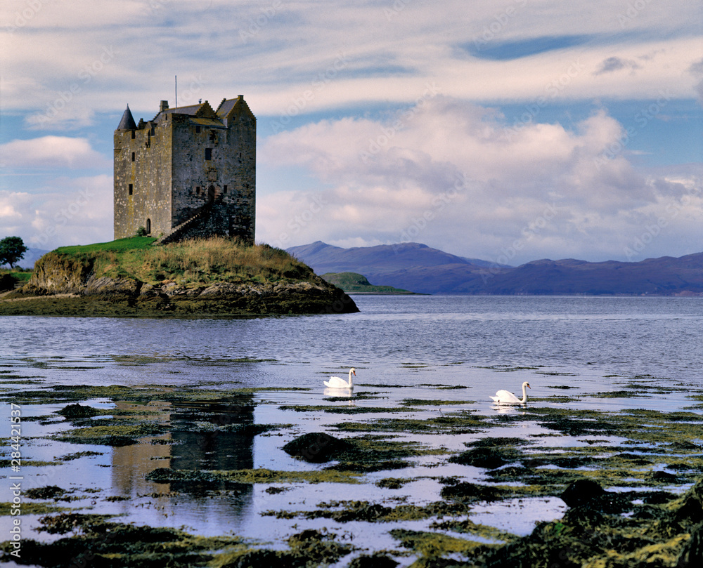 Scotland, Highland, Wester Ross, Stalker Castle. Mute swans paddle by Stalker Castle on Loch Linnhe in the Highland of Scotland.