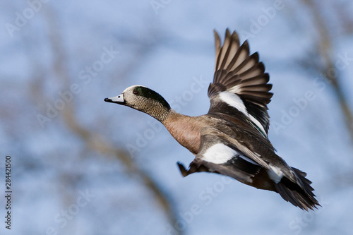 American Wigeon flying © Ken Archer/Danita Delimont