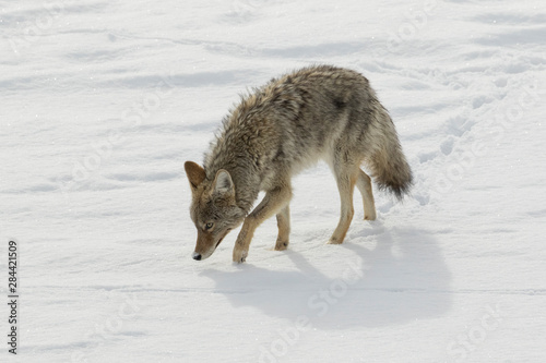 Coyote searching for a meal © Ken Archer/Danita Delimont