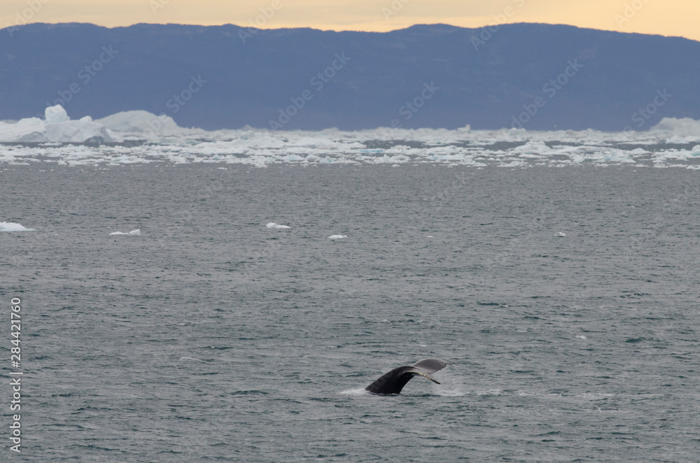 Fototapeta premium Greenland, Nuussuaq Peninsula, Qaasuitsup, Disko Bay near Saqqaq. Humpback whales (Megaptera novaeangliae) along the Greenland coast with icebergs.