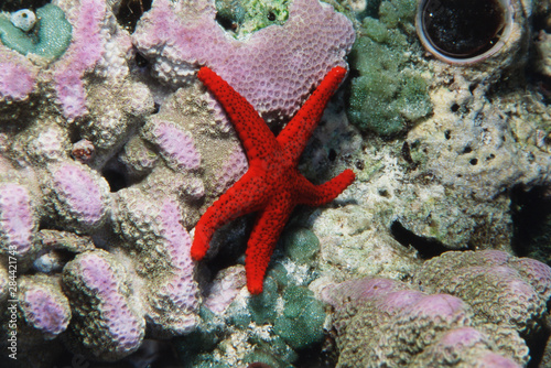 Close-Up of Sea star