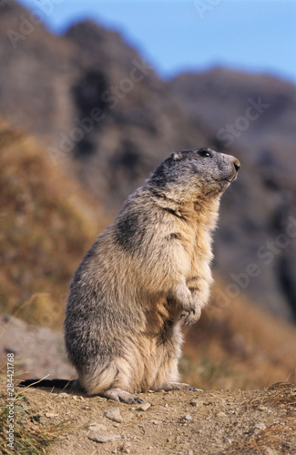Alpine Marmot, Marmota marmota, adult standing up calling, Saas Fee, Switzerland, September