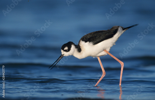 Photos Black-necked Stilt, Himantopus mexicanus,adult feeding, Rockport, Texas, USA, De