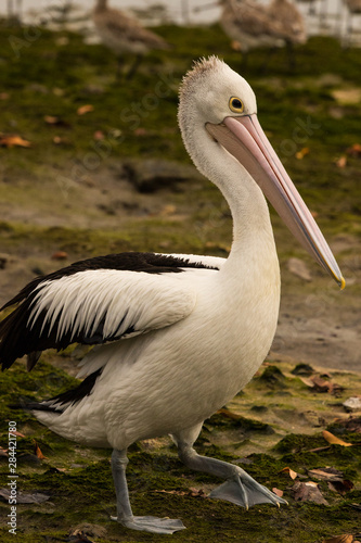 Australian Pelican © Imogen