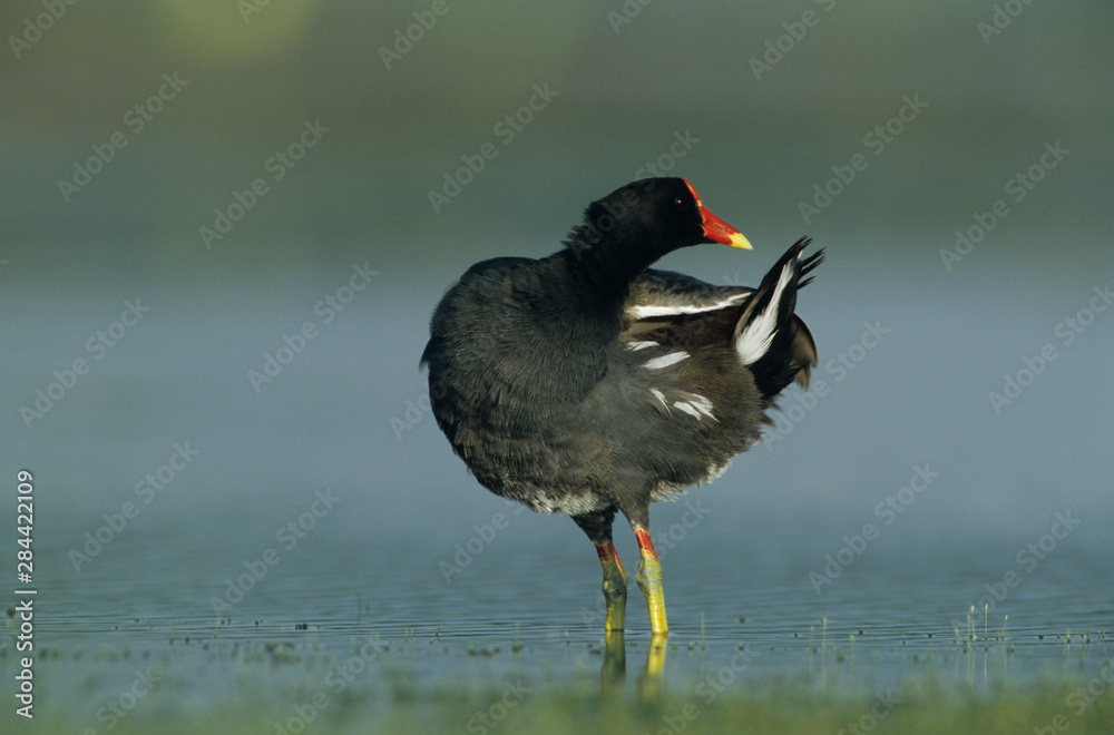 Common Moorhen, Gallinula chloropus, adult, Welder Wildlife Refuge, Sinton, Texas, USA, May Common Moorhen, Gallinula chloropus, adult, Welder Wildlife Refuge, Sinton, Texas, USA, May