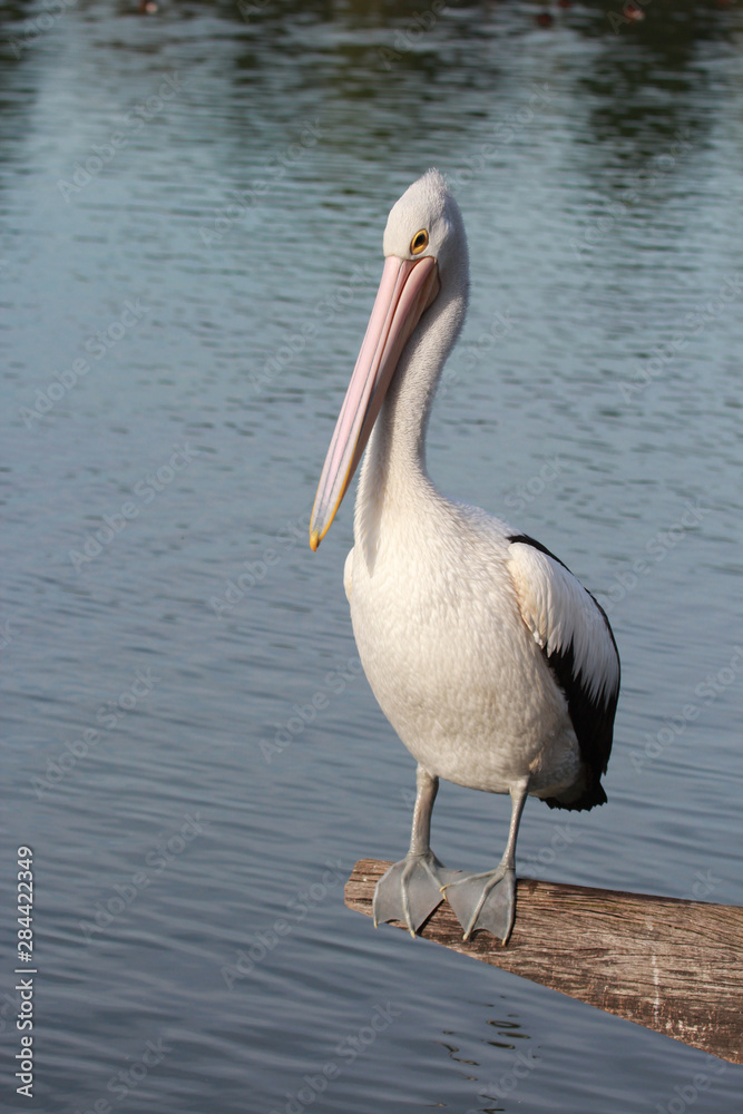 Australian Pelican Australian Pelican