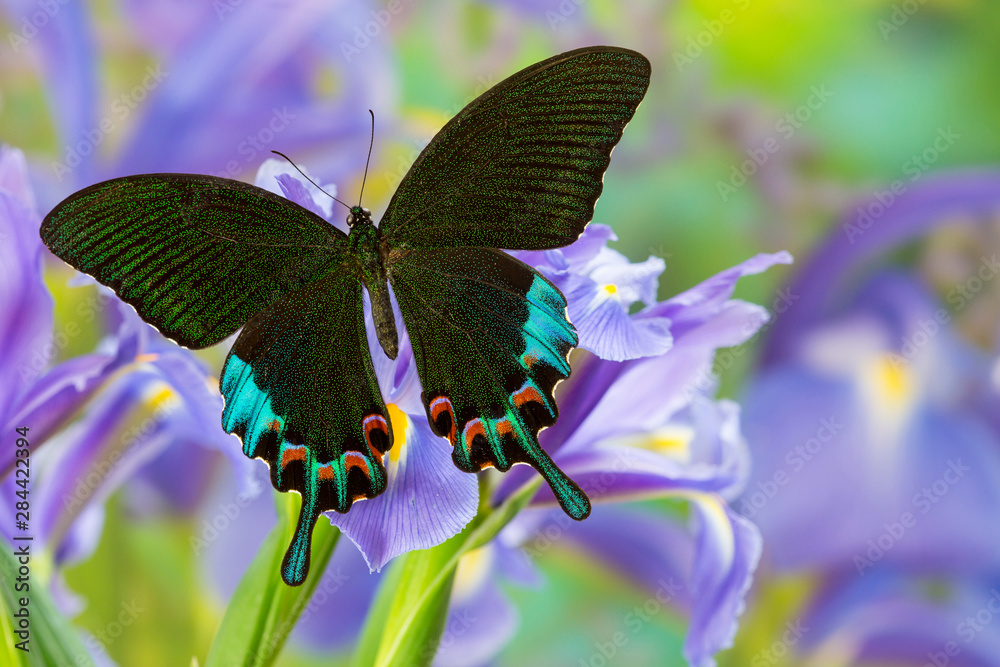 Luzon Peacock Swallowtail Butterfly from Philippines, Papilio hermeli ...