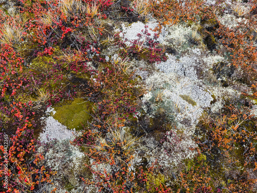 Tundra vegetation near glacier Eqip (Eqip Sermia) in western Greenland, Denmark