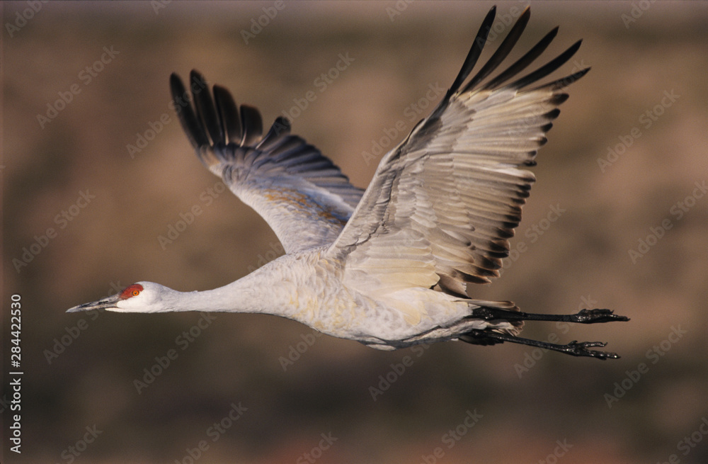 Fototapeta premium Sandhill Crane, Grus canadensis, adult in flight, Bosque del Apache National Wildlife Refuge, New Mexico, USA, December