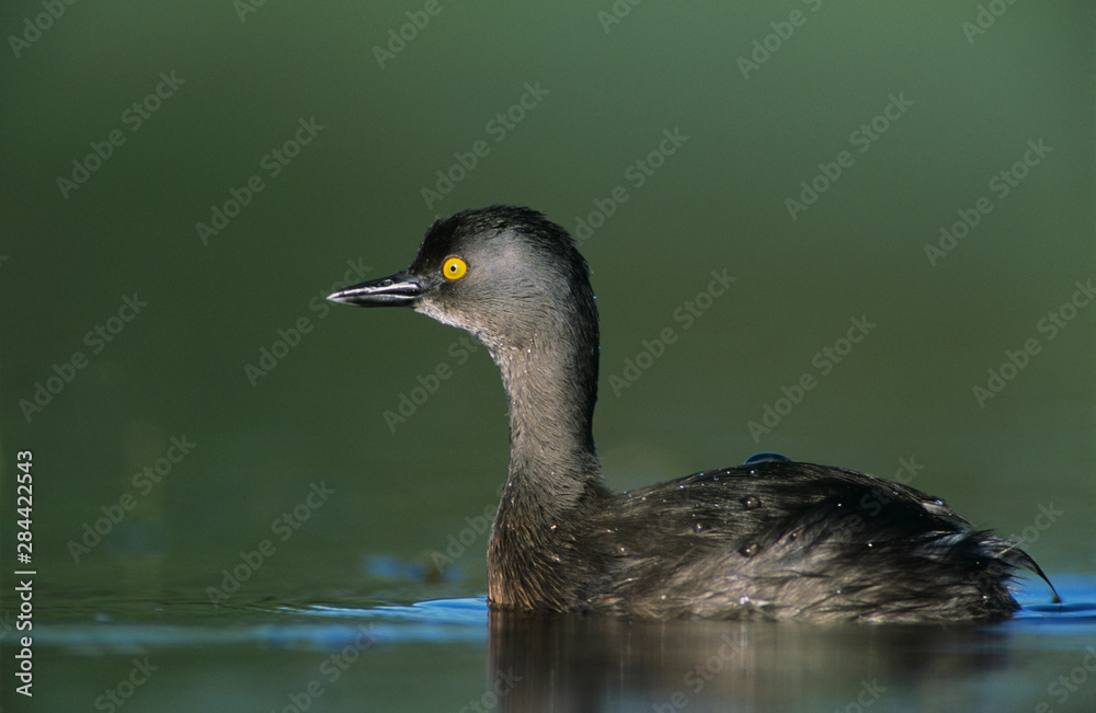 Least Grebe, Tachybaptus dominicus, male, Lake Corpus Christi, Texas, USA, June Least Grebe, Tachybaptus dominicus, male, Lake Corpus Christi, Texas, USA, June