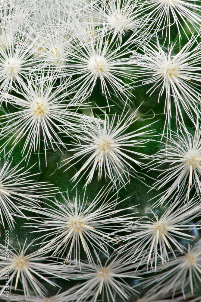 Pattern of small cactus spines Pattern of small cactus spines