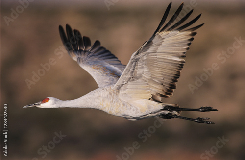Sandhill Crane, Grus canadensis, adult in flight, Bosque del Apache National Wildlife Refuge, New Mexico, USA, December © Rolf Nussbaumer/Danita Delimont