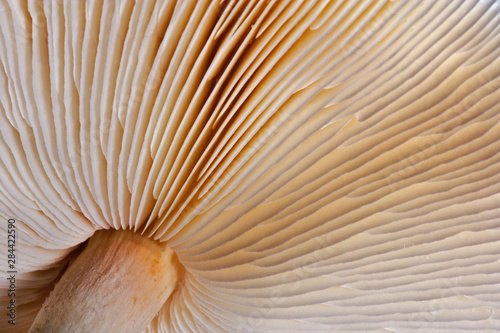 Pattern on underside gills of mushroom