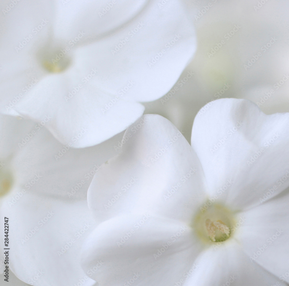 White Phlox White Phlox