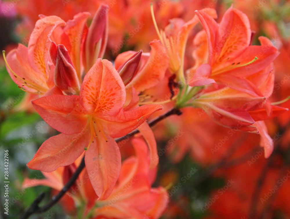 Fototapeta premium Spring Blossoms