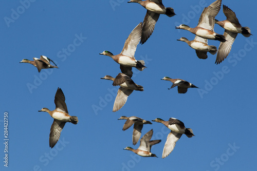 American Widgeons