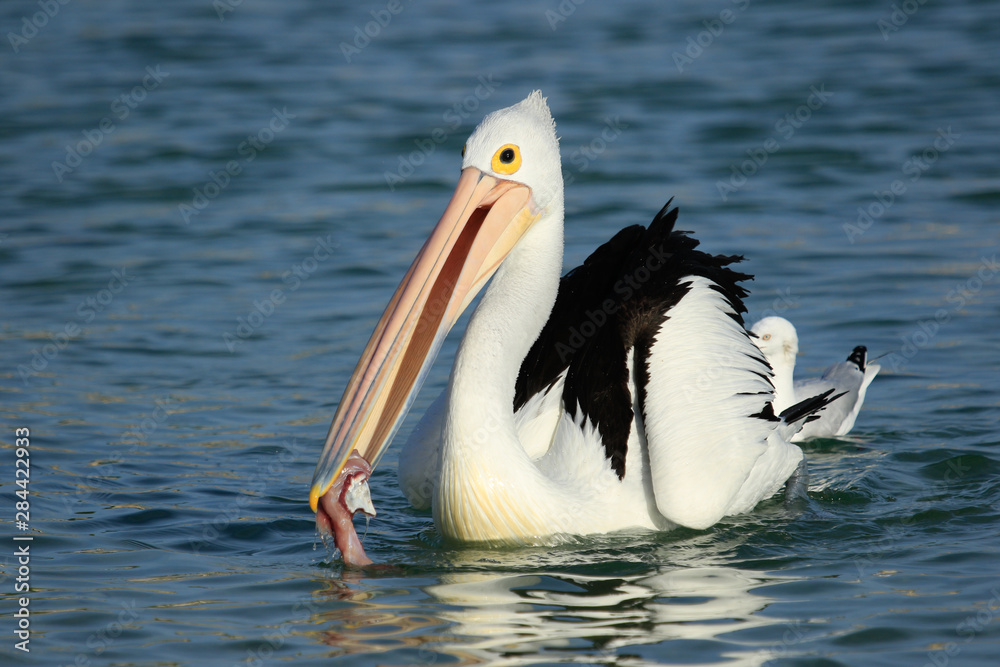 Australian Pelican